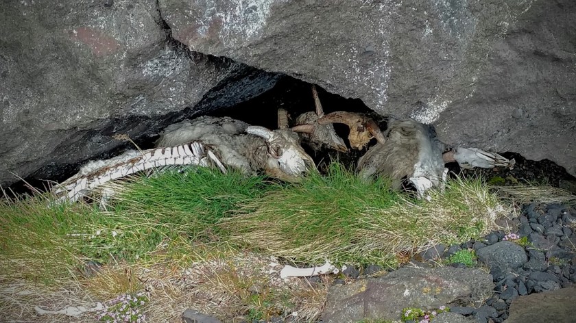 Kindabein í Kverkfjöllum