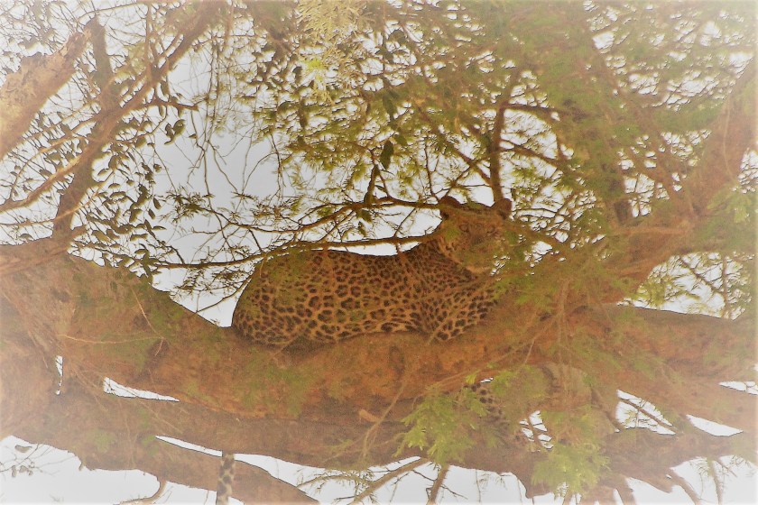 Hlébarði fyrri dag.JPG